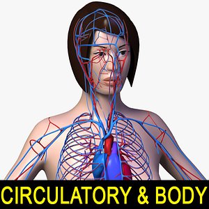 Circulatory & Body +