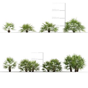 Rhapidophyllum hystrix - Needle palm 3D model