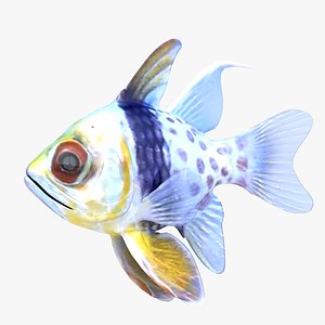 Spotted Cardinalfish