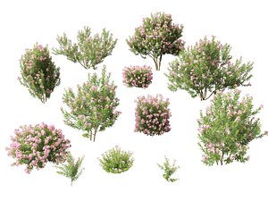 3D HighpolyLowPoly - Nerium oleander - Rosebay 03 model