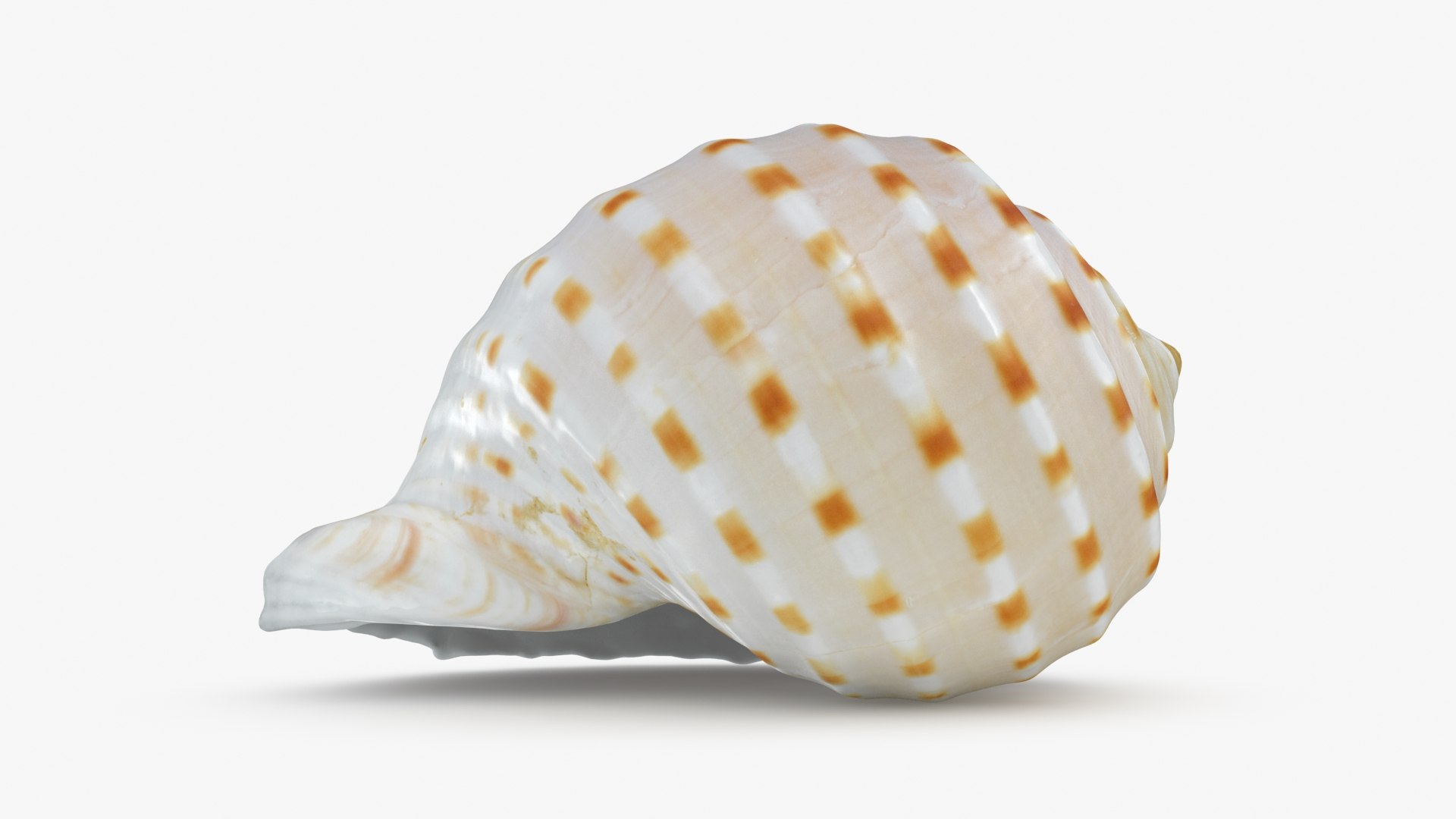 Tonna Tessellata 2 model https://p.turbosquid.com/ts-thumb/E5/8aufhC/1U/tonnatessellata_2_b0008/jpg/1706694605/1920x1080/fit_q87/76b31d33248f4d00b32bb86371c1c5fc3750458b/tonnatessellata_2_b0008.jpg