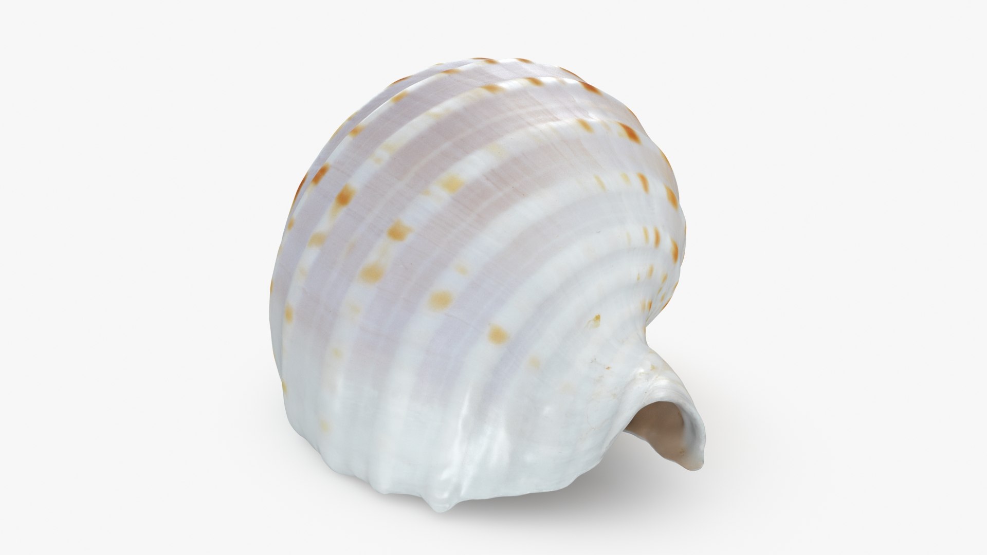 Tonna Tessellata 2 model https://p.turbosquid.com/ts-thumb/E5/8aufhC/2A/tonnatessellata_2_b0016/jpg/1706694608/1920x1080/fit_q87/43e2a314f9561b86edf5c4d980cd8e5ff55a6dc4/tonnatessellata_2_b0016.jpg