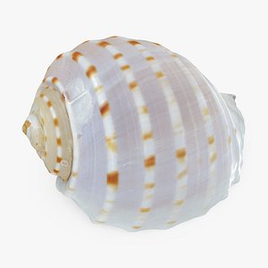 Tonna Tessellata 2