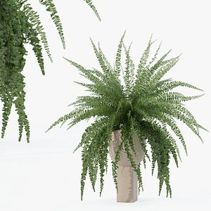 Fern in modern flower pot 3D model
