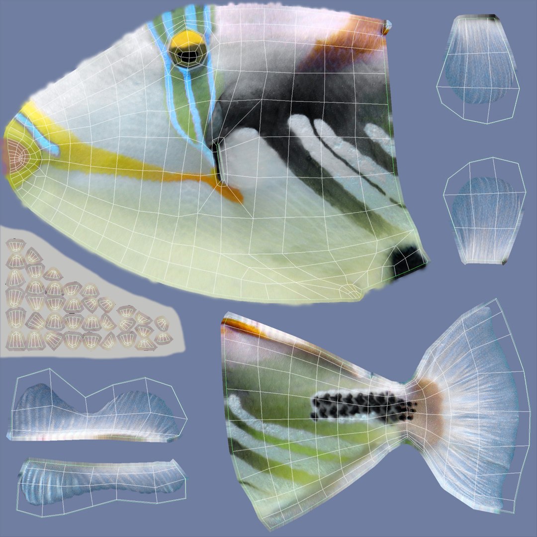 Triggerfish Rigged Model - TurboSquid 1508963
