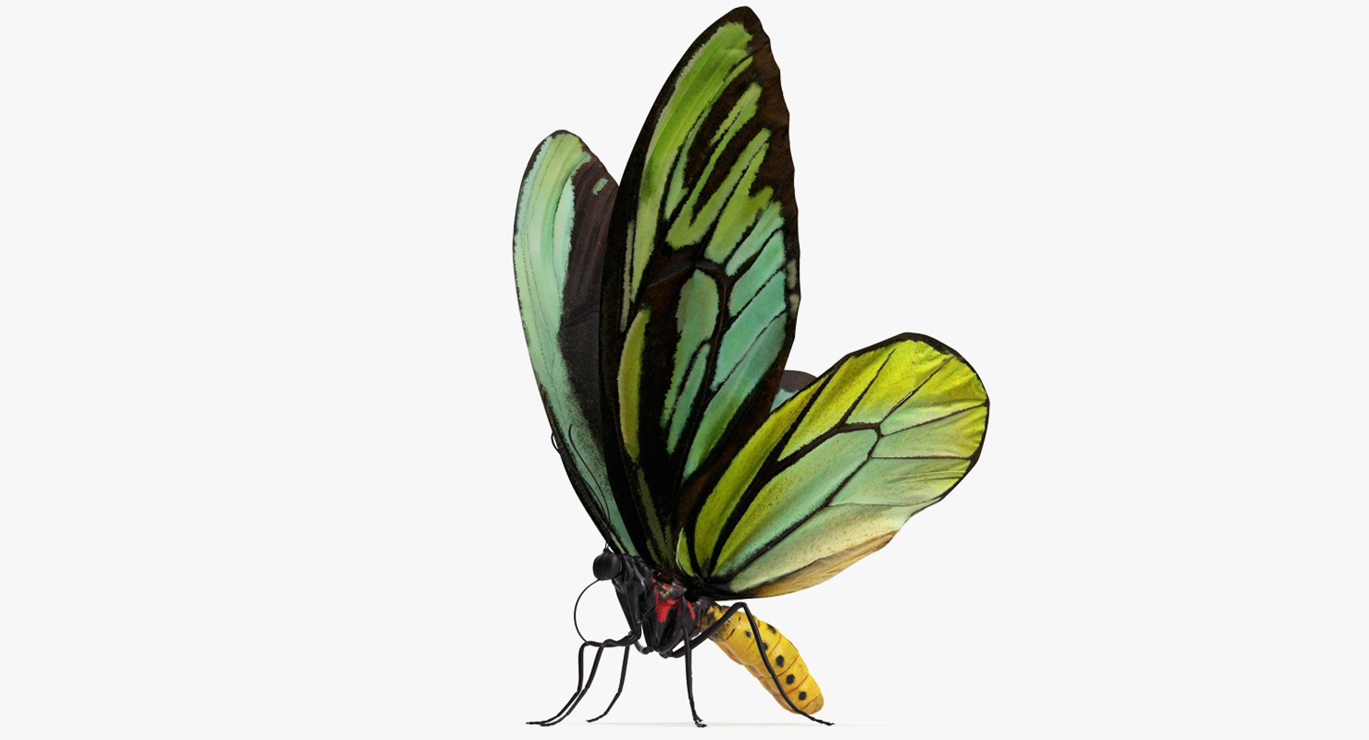 Butterfly Ornithoptera Alexandrae 3D model preview