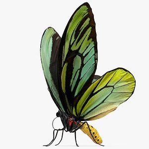 butterfly ornithoptera alexandrae 3D model