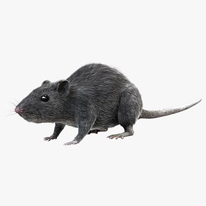 grey rat - fur 3d obj