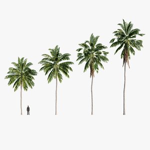 Coconut Palm Tree Pack Vol 1 - Tropical Palm 3D Models FBX OBJ 3D model