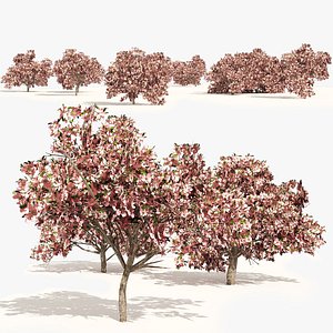 Pink Prunus Flowering Peach Trees 3D model