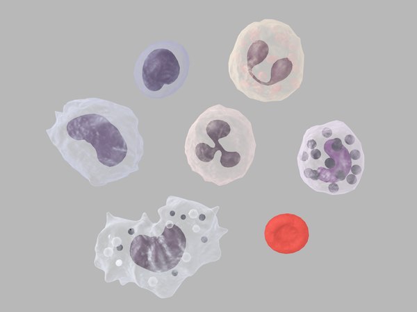 3D model blood cells