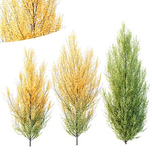 3D HQ Plants Acer X freemanii Freeman Maple Sapindaceae Set06