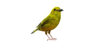 canari 3d model