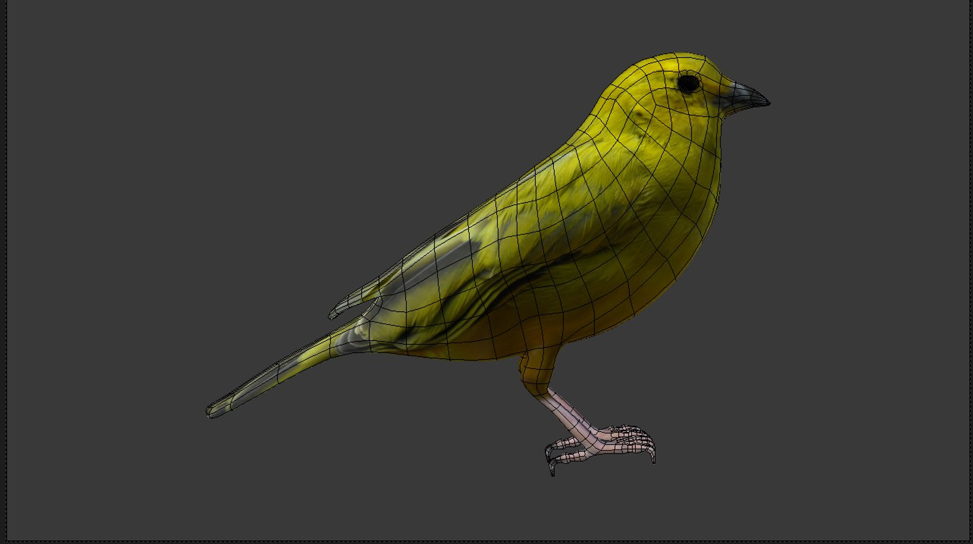 Canari 3d Model