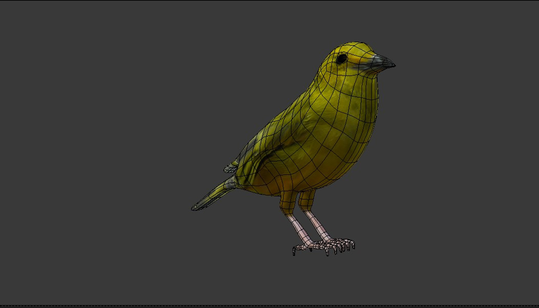 Canari 3d Model