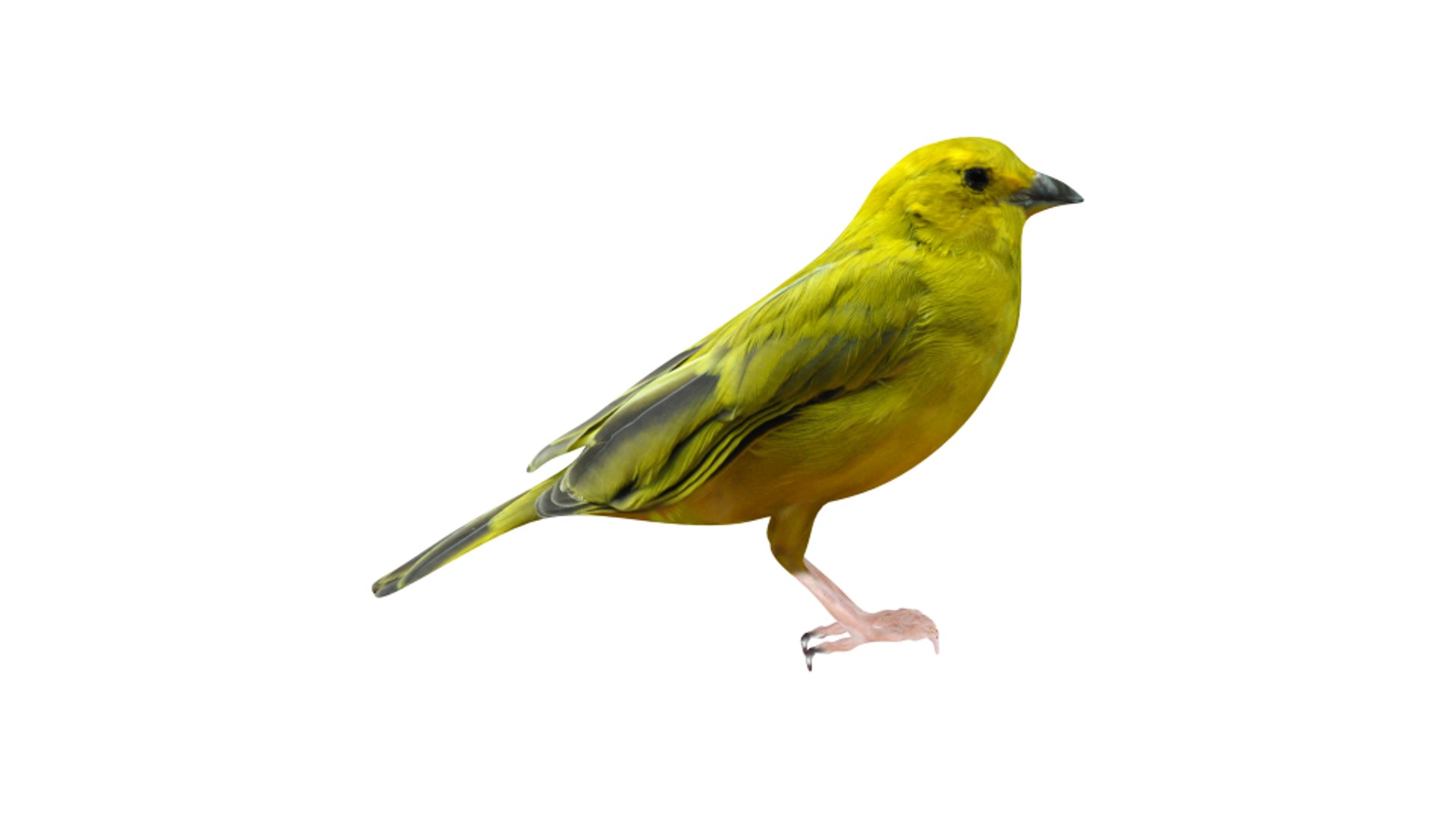 Canari 3d Model