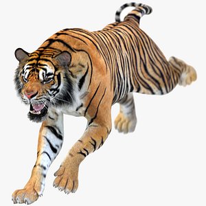 Bengal Tiger 3D Model Rigged and Low Poly Game ready - Team 3d Yard