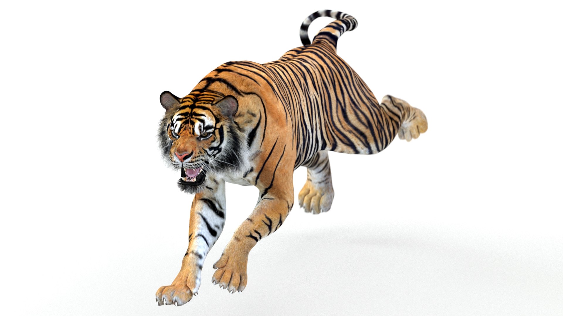 Sumatran Tiger Animations Model - TurboSquid 1441800, image size:1920x1080