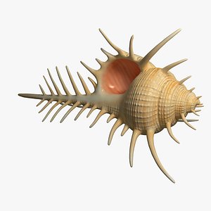 Seashell