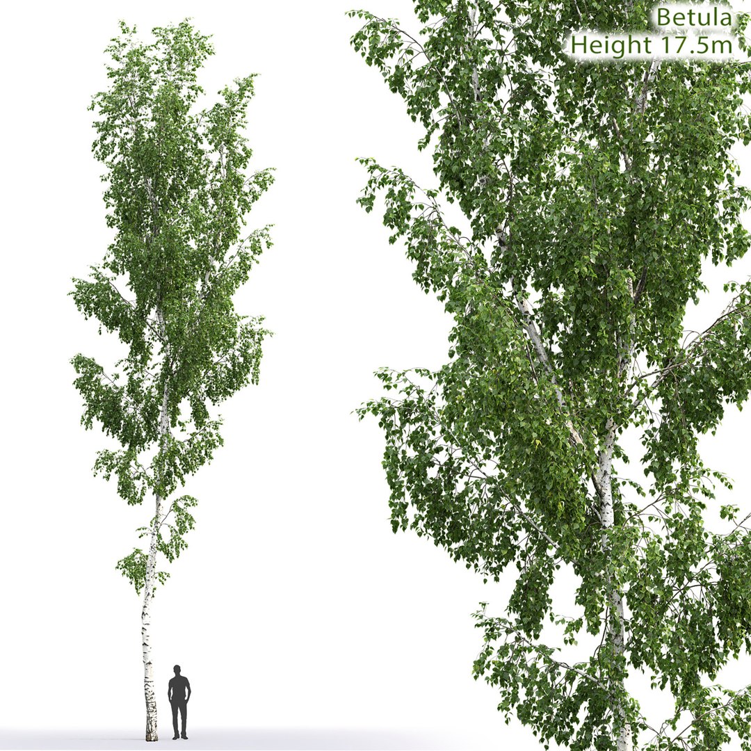 Tree Nature Model - TurboSquid 1688727