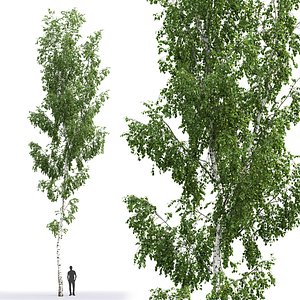 tree nature model