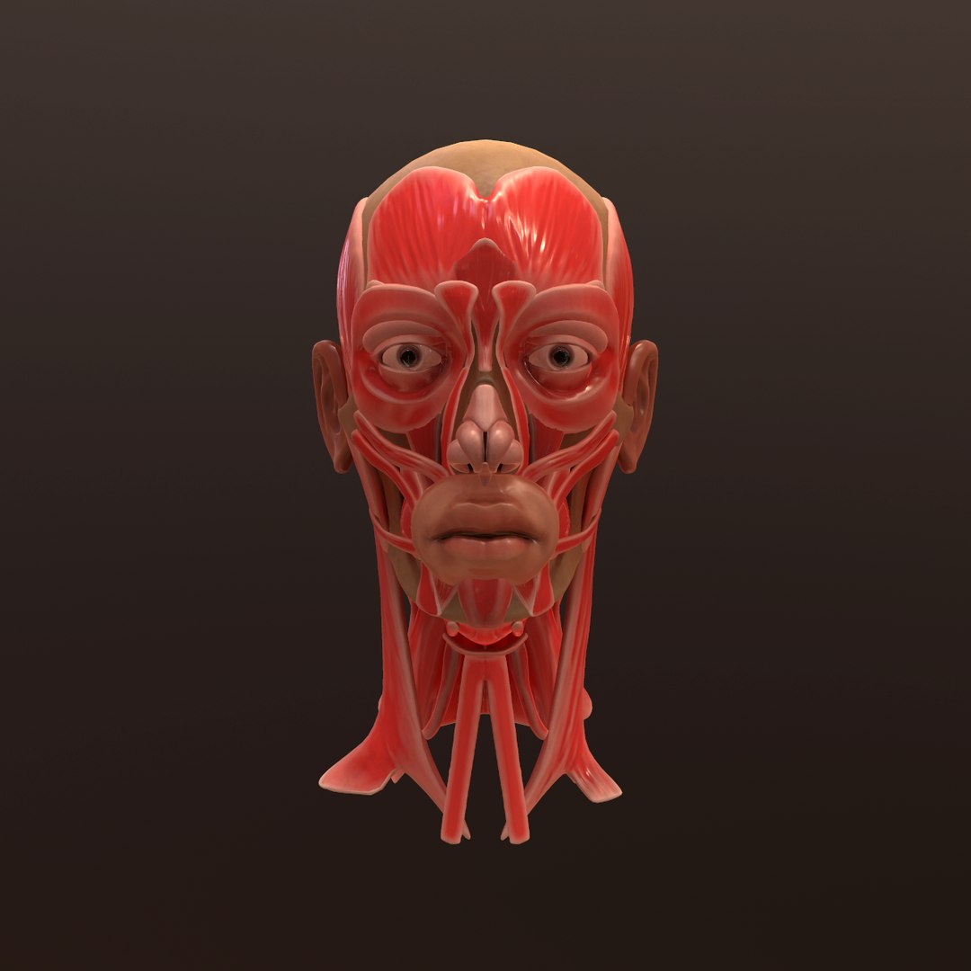 3D anatomy face head https://p.turbosquid.com/ts-thumb/E6/5diGJv/EYSos1Cj/1/png/1554374398/1920x1080/turn_fit_q87/e5396114213eea8f3a0400a62eede772555e4c52/1-1.jpg