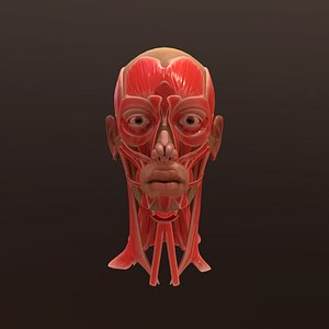3D anatomy face head