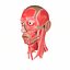 3D anatomy face head