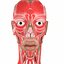 3D anatomy face head