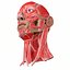 3D anatomy face head