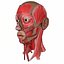 3D anatomy face head