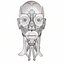 3D anatomy face head