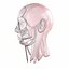 3D anatomy face head