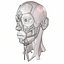 3D anatomy face head