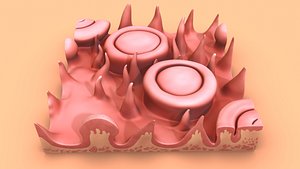 3D Tongue with cross section