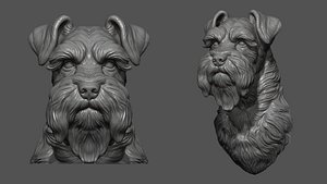 3D Schnauzer bust head