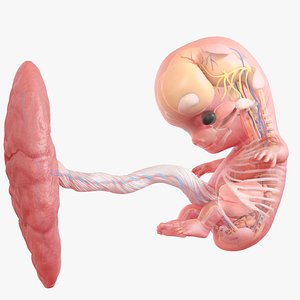 3D Fetus Anatomy Week 9 Animated model