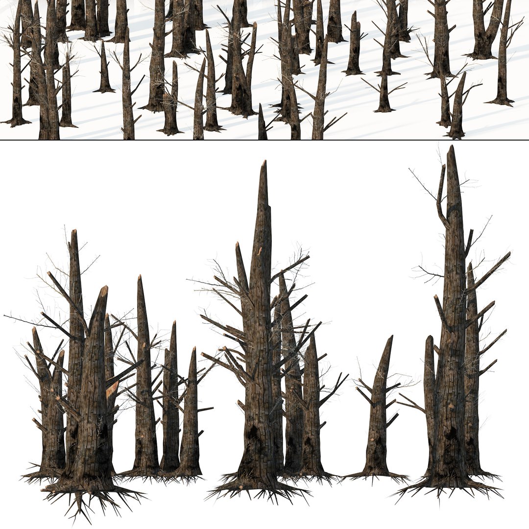 Burned Standing Dead Trees 3D Model TurboSquid 2103925