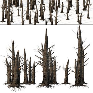 Burned standing dead trees