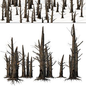 Burned standing dead trees