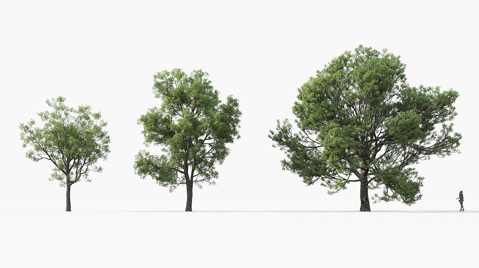 3D model mediterranean plants includes growfx https://p.turbosquid.com/ts-thumb/E6/Quf1mm/3tBJeHQs/mt_pm_quercus_faginea_01_0103/jpg/1605602110/1920x1080/fit_q87/eeab3dfa82029d8272c8b998bff8d7d241f27a4d/mt_pm_quercus_faginea_01_0103.jpg