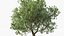 Collezione di piante mediterranee - Includi file GrowFX e Mesh