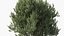 Collezione di piante mediterranee - Includi file GrowFX e Mesh