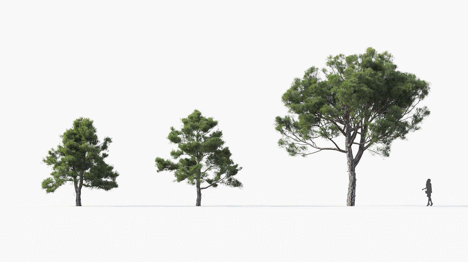 3D model mediterranean plants includes growfx https://p.turbosquid.com/ts-thumb/E6/Quf1mm/Mewsg59V/mt_pm_pinus_brutia_01_0103/jpg/1605602110/1920x1080/fit_q87/4a8d9247a4b6d6de940eedc05e7abfd4bdc45faa/mt_pm_pinus_brutia_01_0103.jpg