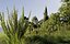 Collezione di piante mediterranee - Includi file GrowFX e Mesh