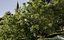 Collezione di piante mediterranee - Includi file GrowFX e Mesh