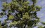 Collezione di piante mediterranee - Includi file GrowFX e Mesh