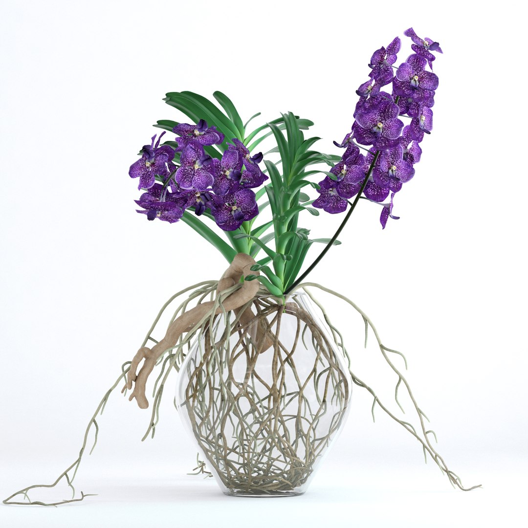 3D realistic vanda orchid flowers https://p.turbosquid.com/ts-thumb/E6/VlPRWH/C4fi99gi/5/jpg/1505234253/1920x1080/fit_q87/1fdb2056778b685eecdb43cf2ad904873667755c/5.jpg
