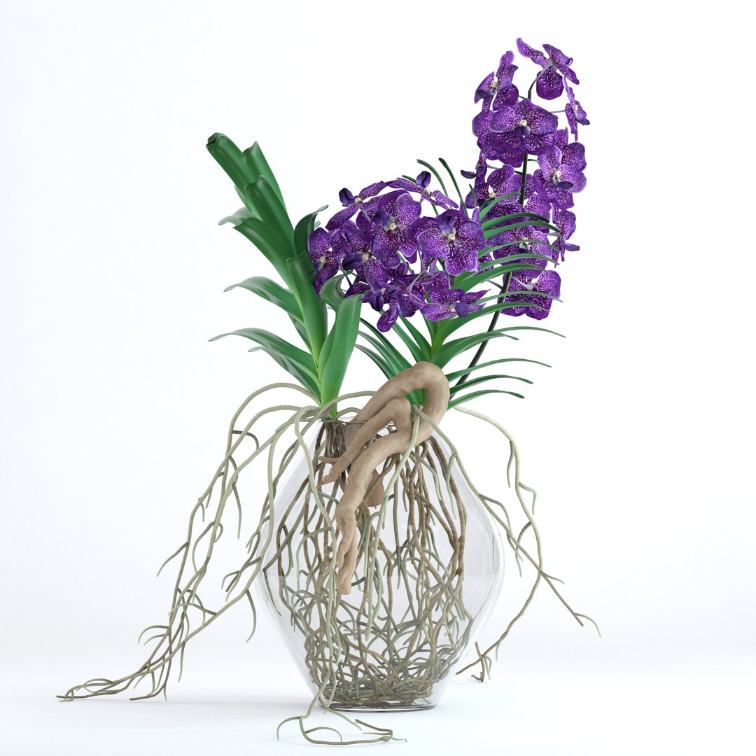 3D realistic vanda orchid flowers https://p.turbosquid.com/ts-thumb/E6/VlPRWH/SOxalqQZ/6/jpg/1509530342/1920x1080/fit_q87/7cd1a234fb26ab393f23b9175e9ae0e5b5c29603/6.jpg