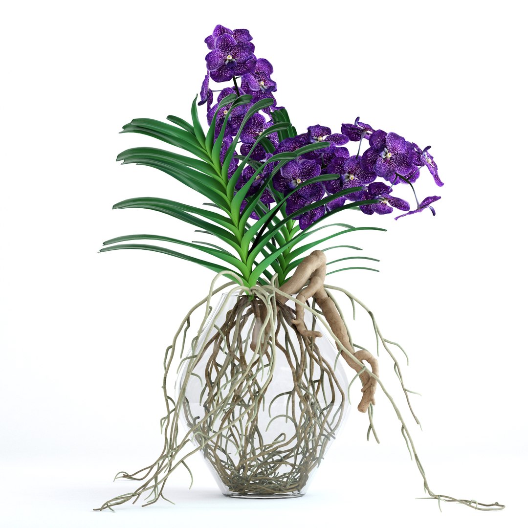 3D realistic vanda orchid flowers https://p.turbosquid.com/ts-thumb/E6/VlPRWH/YdYPf8wJ/1/jpg/1504981690/1920x1080/fit_q87/d79f54aefef7da81b27494fb09755ee56044d188/1.jpg